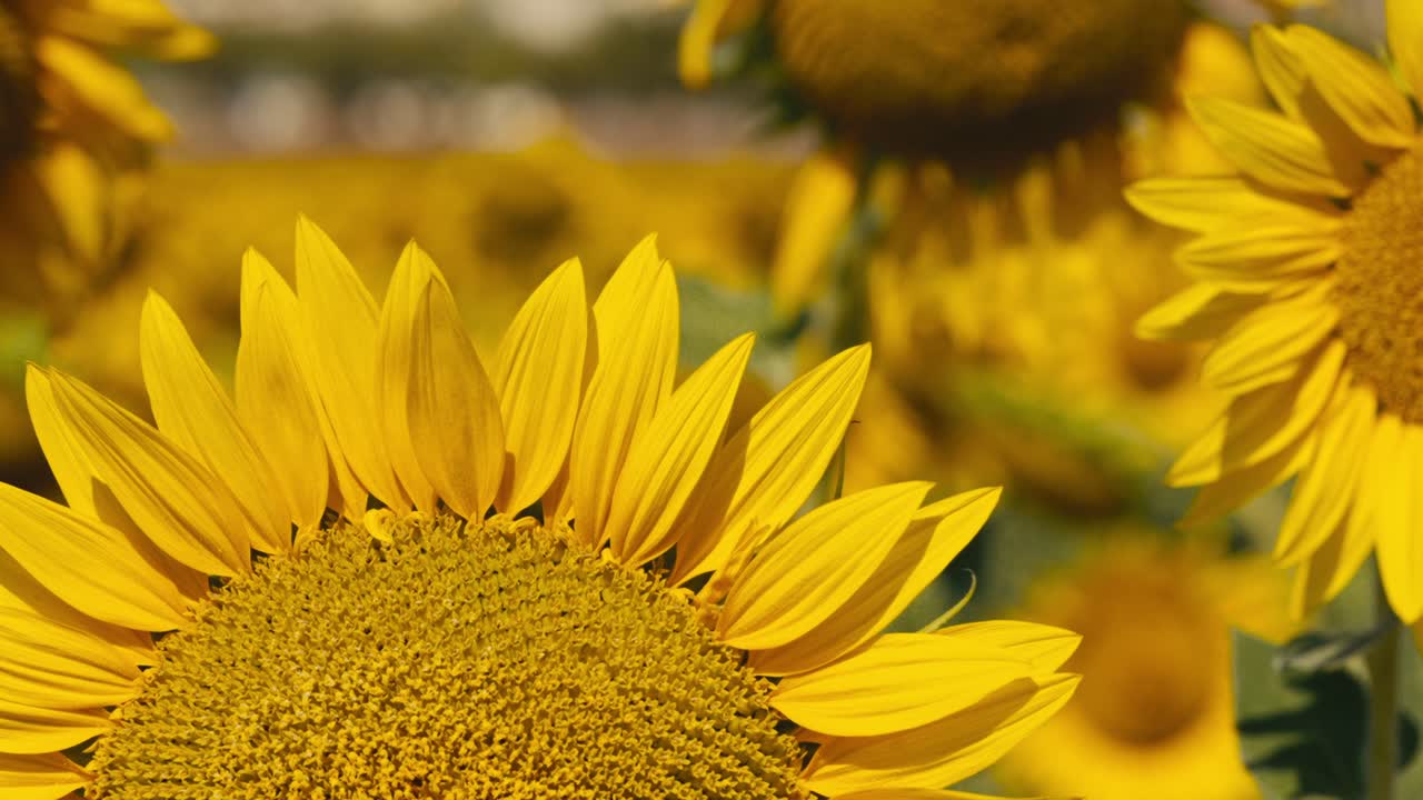 Pétalos de girasoles en primer plano en un campo al atardecer