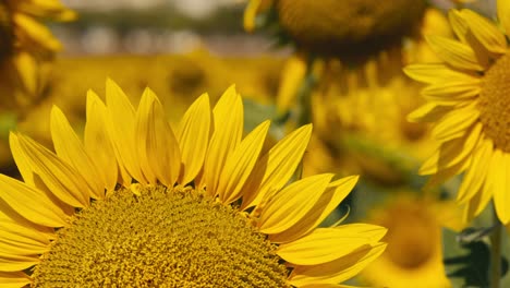 Close-up-sunflowers-petals-on-a-field-at-sunset