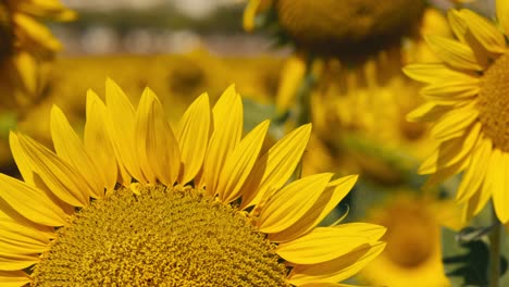 pétalos de girasoles de primer plano en un campo al atardecer