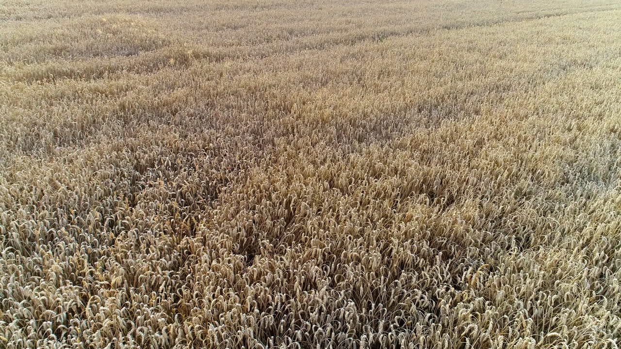 volando sobre la agricultura del campo de trigo 2