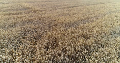 Volando-Sobre-El-Campo-De-Trigo-Agricultura-2