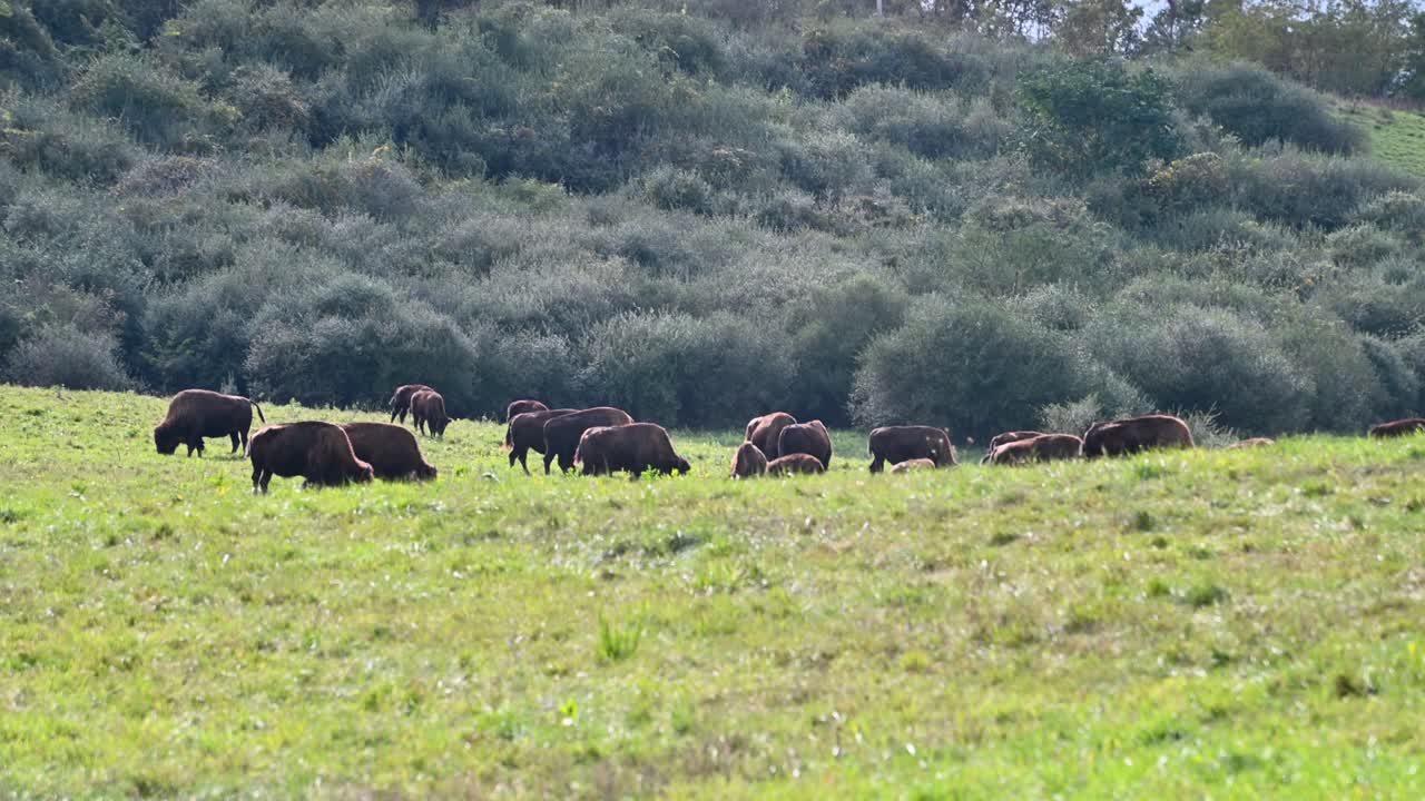 rebaño de bisontes pastando en un campo de pastizales