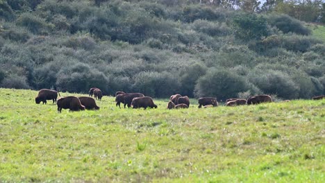 bison herd grazing in grassland field