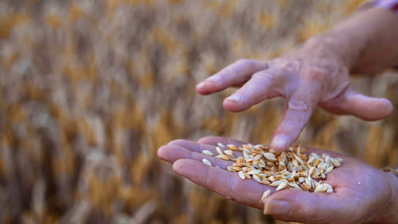Ripe grains of wheat on the palm of unrecognized man. Farmer blows at seeds to get rid of chaff. Close up. Blurred backdrop.