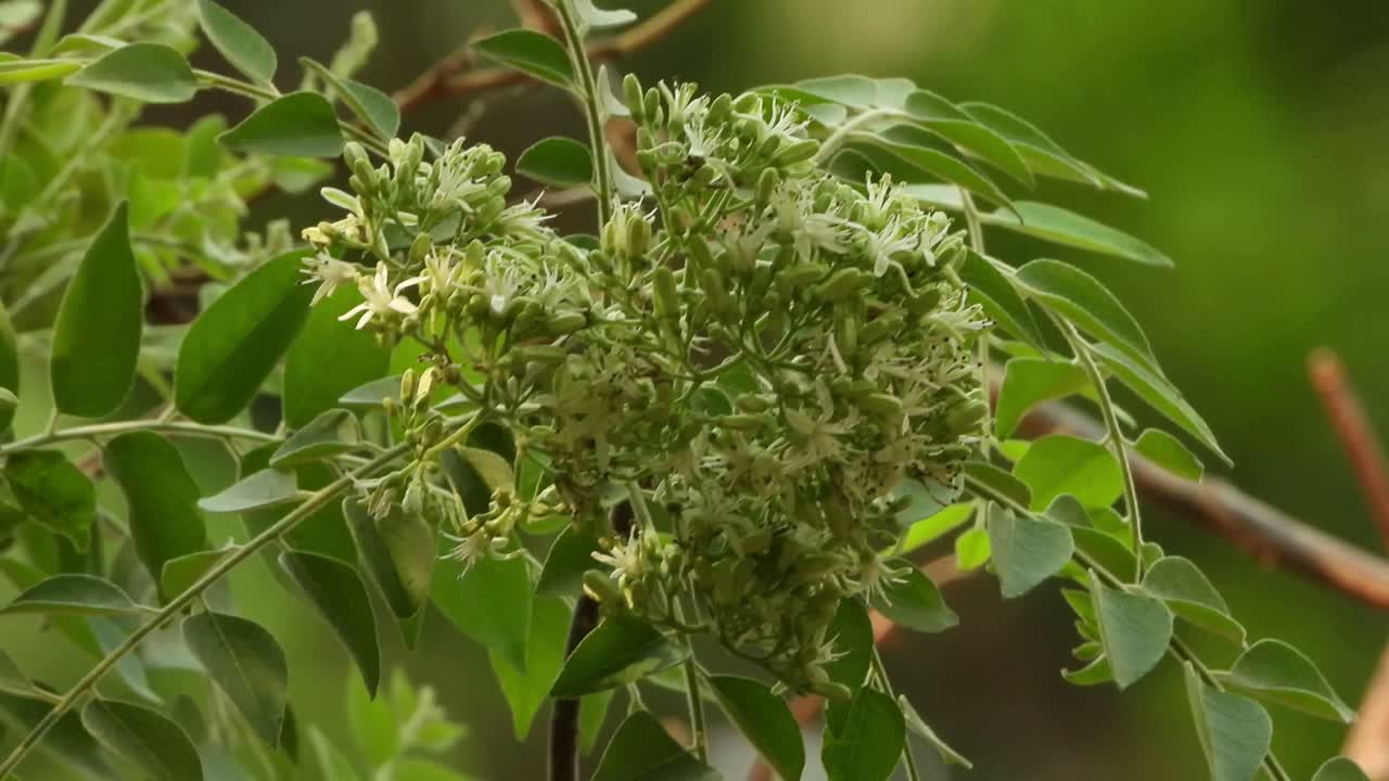 использование листьев для приготовления пищи в индии .