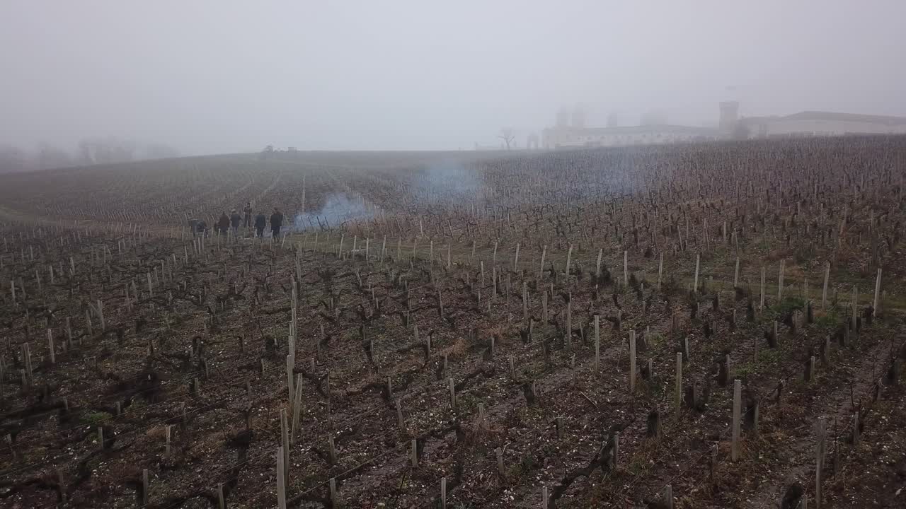 안개가 자욱한 날, 프랑스 보르도의 cos d'estournel 성의 들판을 걷는 사람들
