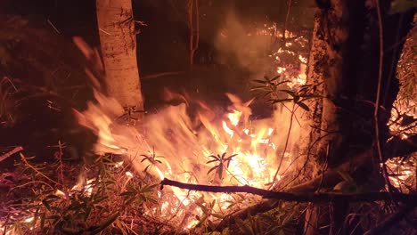 a wildfire burns the forest and illuminates trees in the dark night blaze