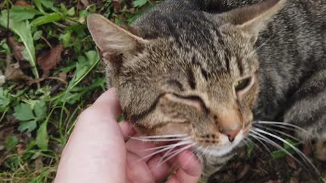 domestic gray cat being pet by human hand