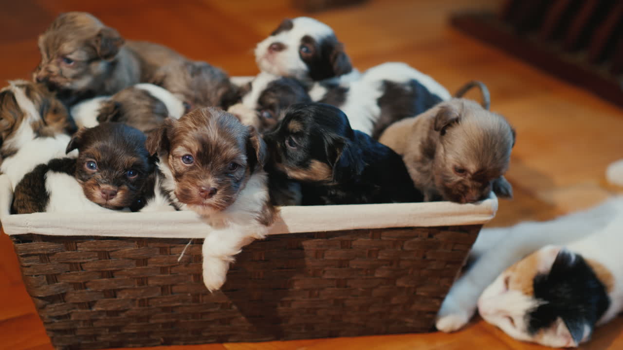 A Box Of Cute Little Puppies On The Floor