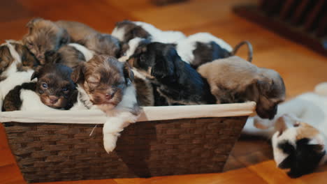 a box of cute little puppies on the floor