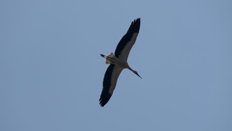 cigüeña salvaje volando en el aire contra el cielo azul y la luz del sol, primer plano