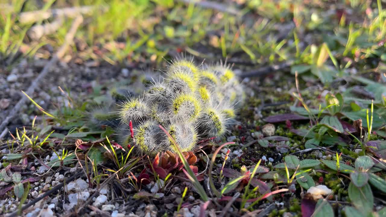 Close-up shot of a cluster of hairy caterpillars curled into a ball. Their bright yellow and blue colors stand out under the sunlight, creating a vivid natural scene.