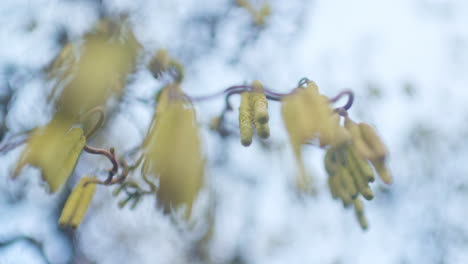 looking up into a blooming hazelnut tree in early spring