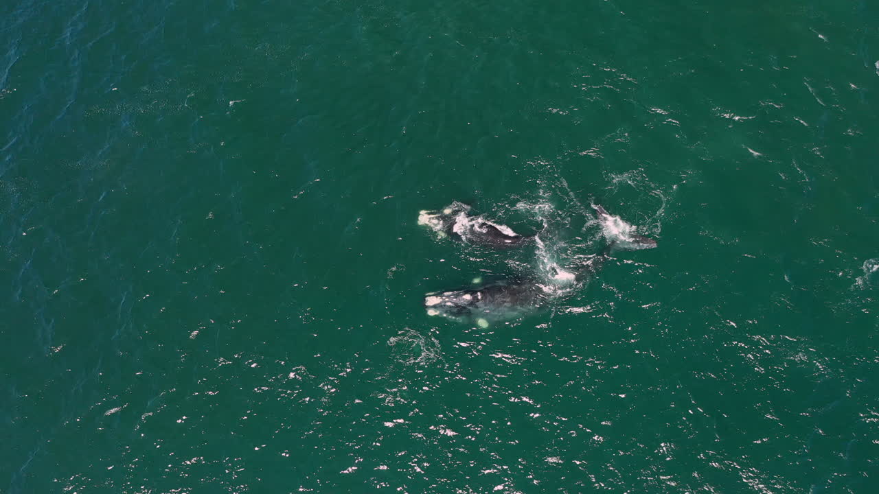 남아프리카공화국 케이프타운의 해변에서 함께 헤엄치는 혹등고래의 최고 전망