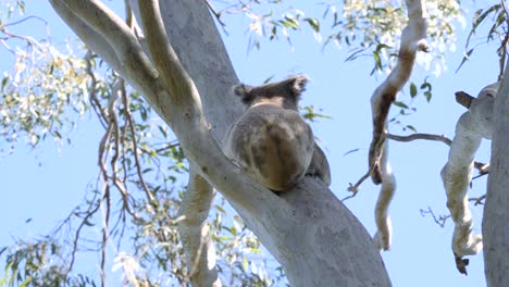 A-Koala-Bear-climbing-along-a-branch-of-an-Australian-Eucalyptus-Gum-tree-growing-in-a-National-Park