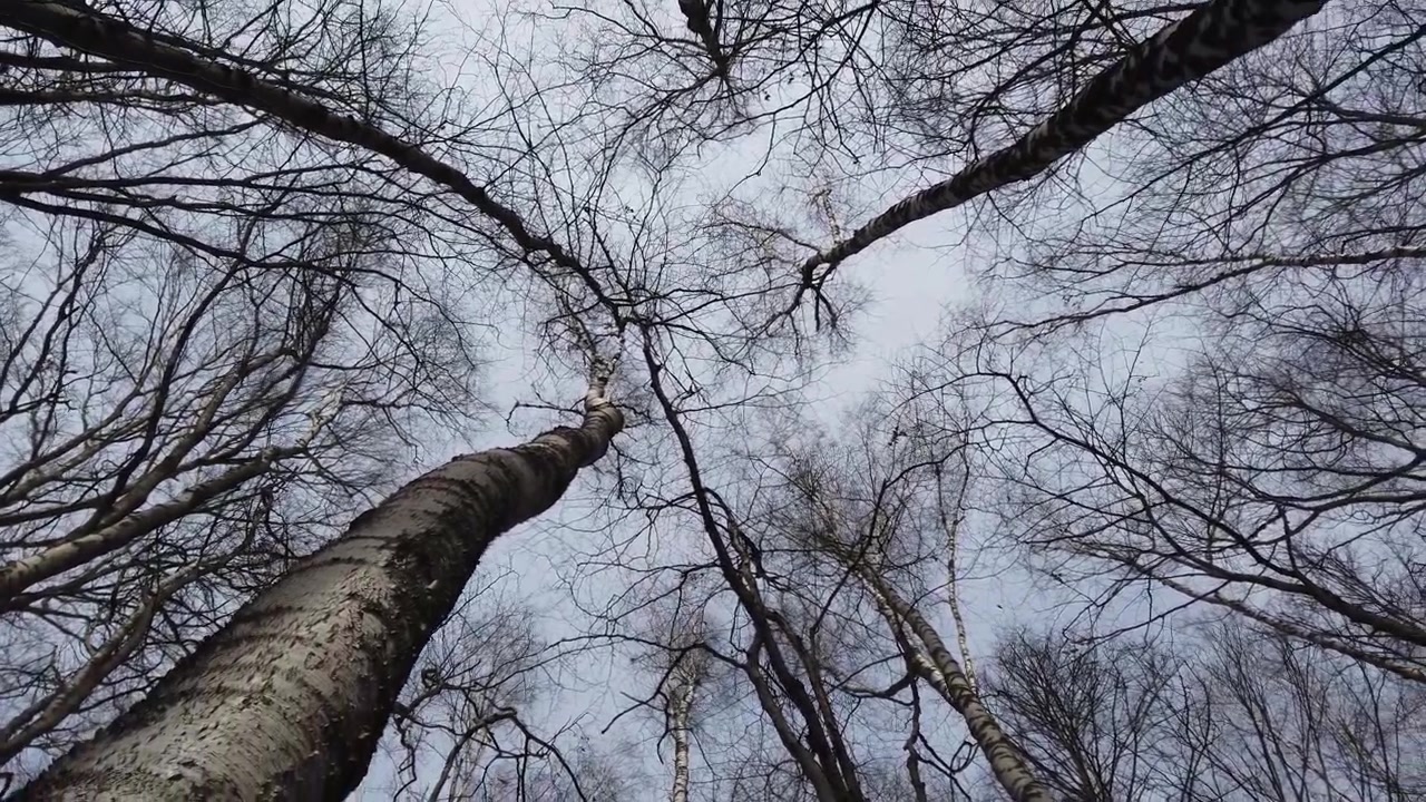 Tronchi di betulle. Riprese nella foresta primaverile