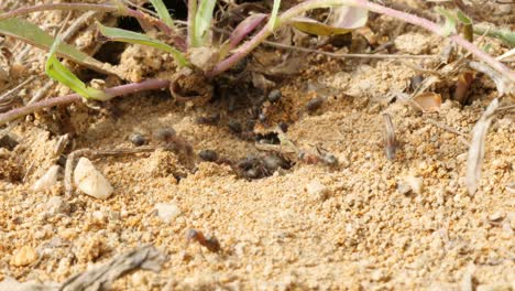 black ant colony entrance under plants in dry soil