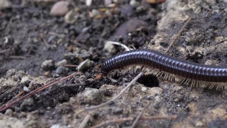 Many-legs,-body-exoskeleton-segments,-black-millipede-slow-movement