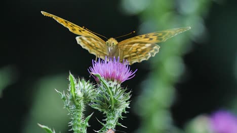 Fritillary-butterfly-puts-its-proboscis-into-a-thistle-flower-in-a-wild-meadow