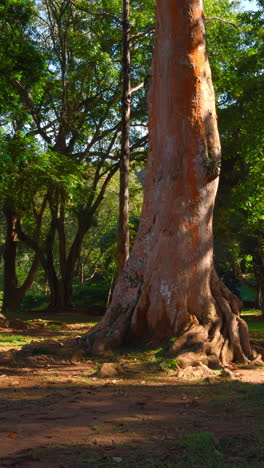 red bark tree in a lush forest