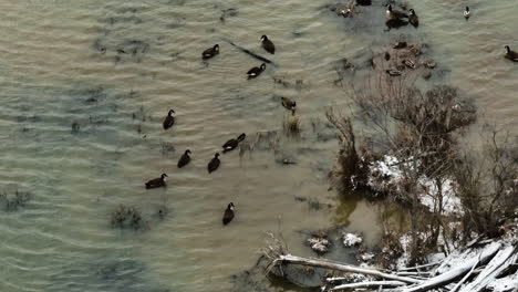 Patos-Focha-Sobre-Los-Pantanos-Del-Lago-En-Sequoyah,-Condado-De-Washington,-Arkansas,-EE.UU.