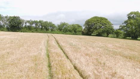 Vista-Aérea-De-Un-Campo-De-Trigo-En-La-Campiña-De-Devonshire,-Reino-Unido,-Mostrando-Cultivos-Dorados-Y-Vegetación-Circundante.