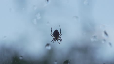 Cámara-Lenta-De-Una-Pequeña-Araña-Boca-Abajo-En-Una-Ventana-Con-Gotas-De-Agua