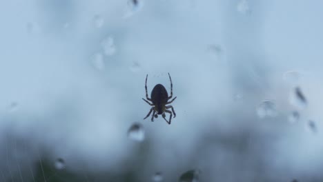 slow motion of small spider upside down on a window with water droplets