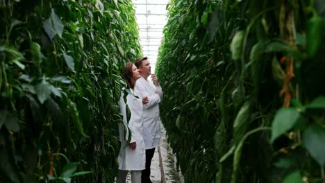 científicos examinando las plantas en el invernadero 4k