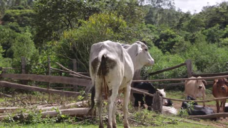 vacas comiendo pacíficamente en los campos en una tarde soleada en brasil, sudamérica-7