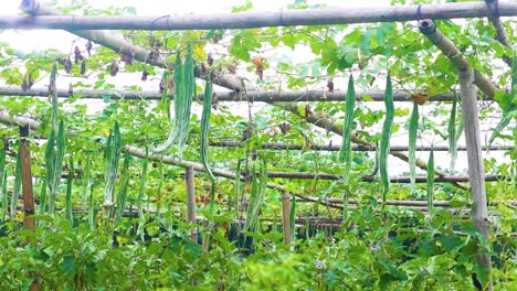 Snake-gourd-cultivation-in-an-arbor