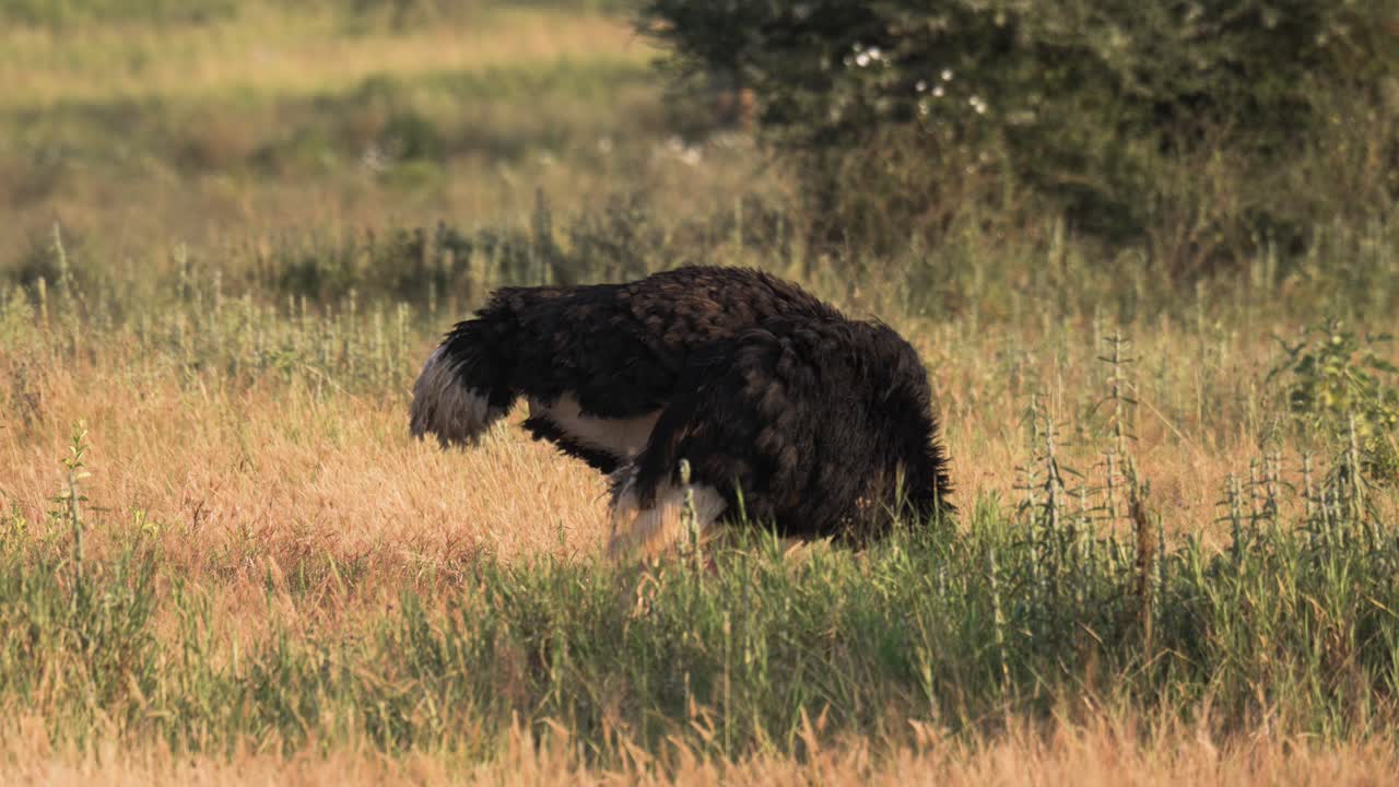 avestruz macho salvaje con la cabeza hacia abajo en un parque nacional en tanzania