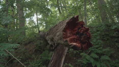 Leuchtend-Roter-Gebrochener-Ast-Im-Wald