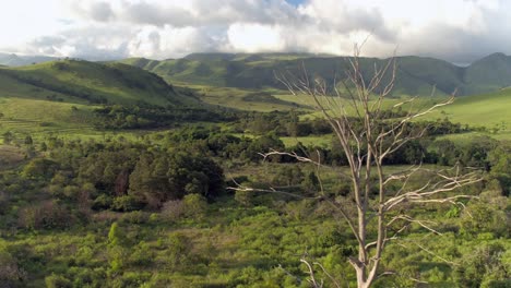 imágenes aéreas de drones de 4.000 m que vuelan más allá de un viejo árbol muerto rodeado por un exuberante paisaje montañoso verde