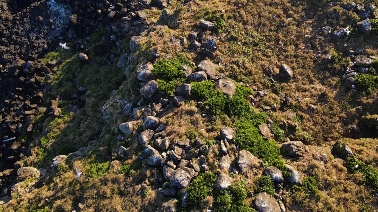 pájaros volando sobre la costa rocosa de la isla cook en el estado australiano de nueva gales del sur