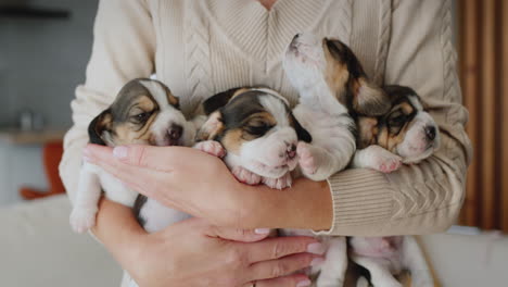 el propietario tiene un brazo lleno de cachorros beagle pequeños