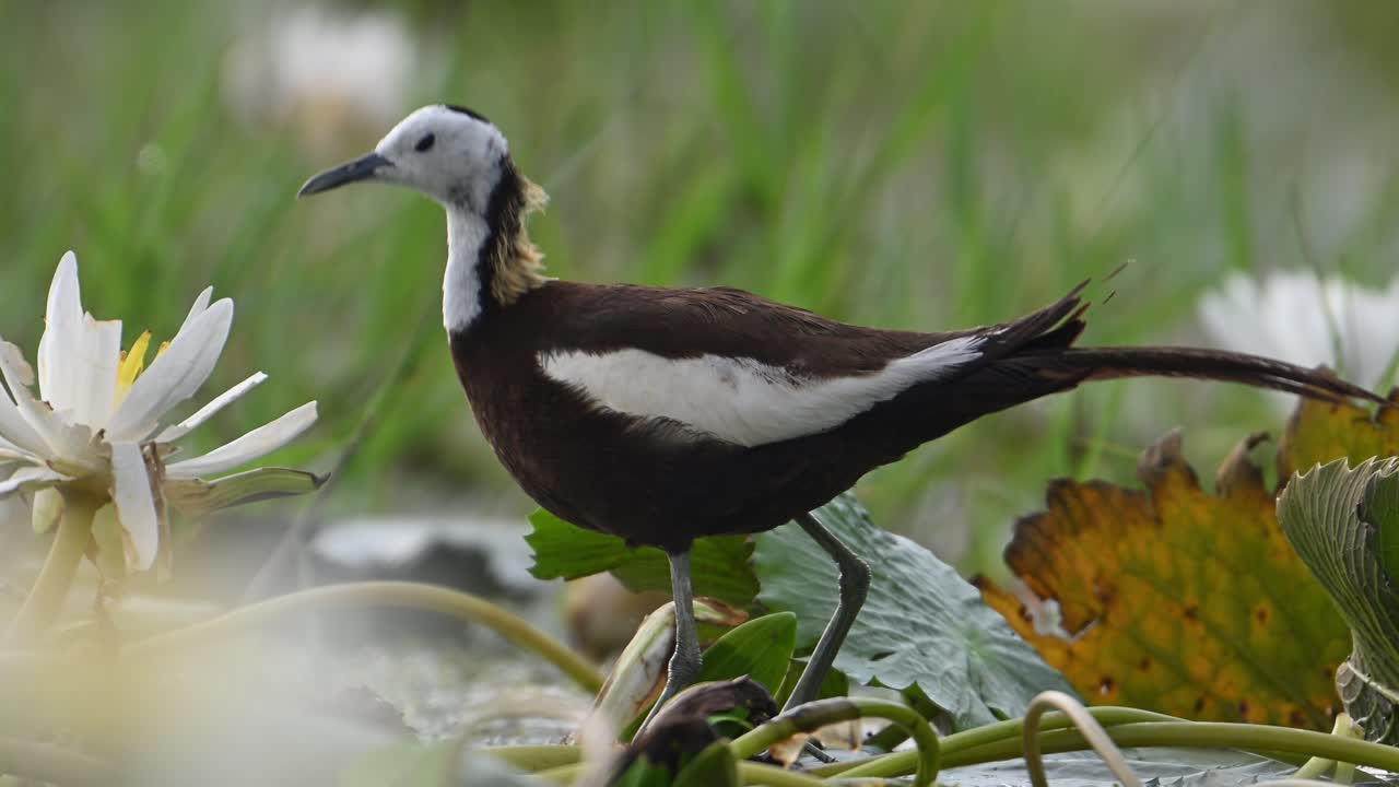 jacana de cola de faisán con flores en el humedal en la mañana de verano