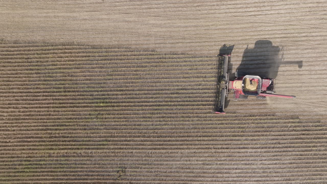 Vista aerea di una mietitrebbia che raccoglie soia secca in un campo.