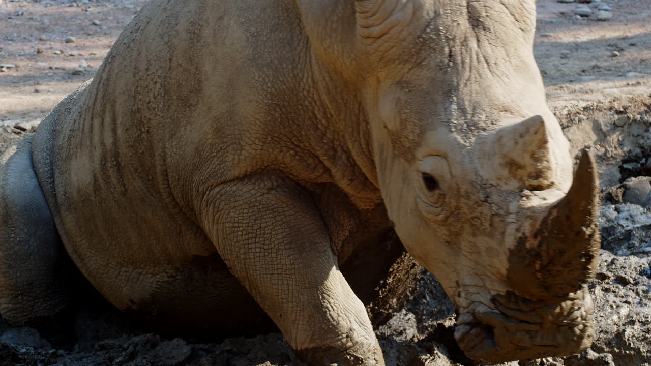 primer plano de rinoceronte macho adulto jugando en el barro