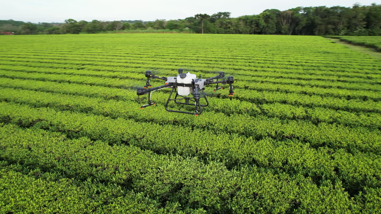 un avión no tripulado dji agras t30 volando sobre una plantación de té verde de camellia sinensis en américa del sur.