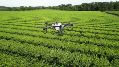 DJI-Agras-T30-Drohne-Schwebt-über-Einer-Grünteeplantage-Mit-Camellia-Sinensis-In-Südamerika