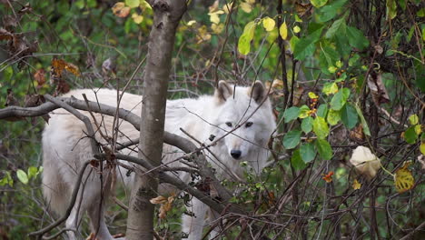 Southern-Rocky-Mountain-Gray-Wolf-stands-inside-a-wooded-thicket-and-looks-around