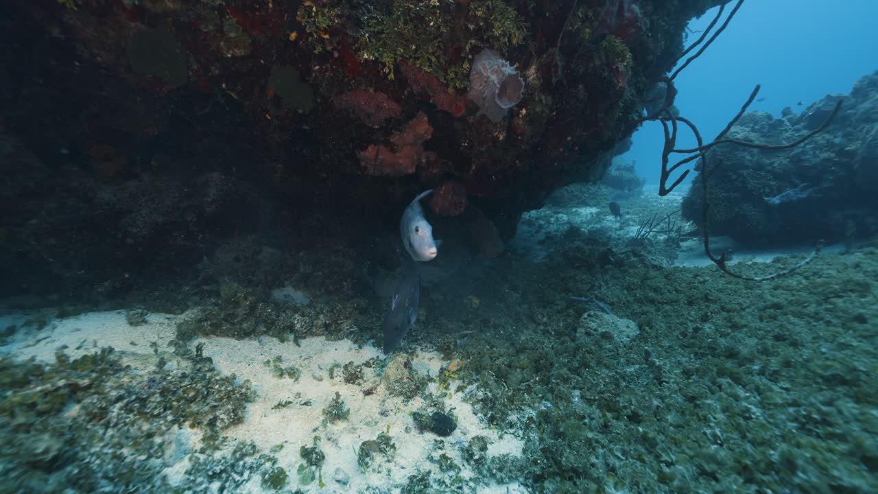 cozumel. pelea de peces. méxico. vídeo bajo el agua