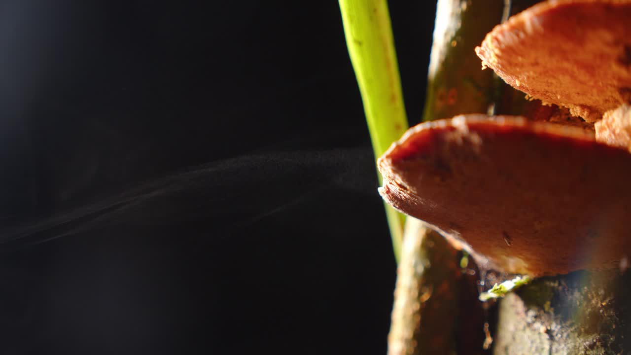 Bracket fungus emits a misty haze of spores, illuminated in the darkness of the rainforest night.