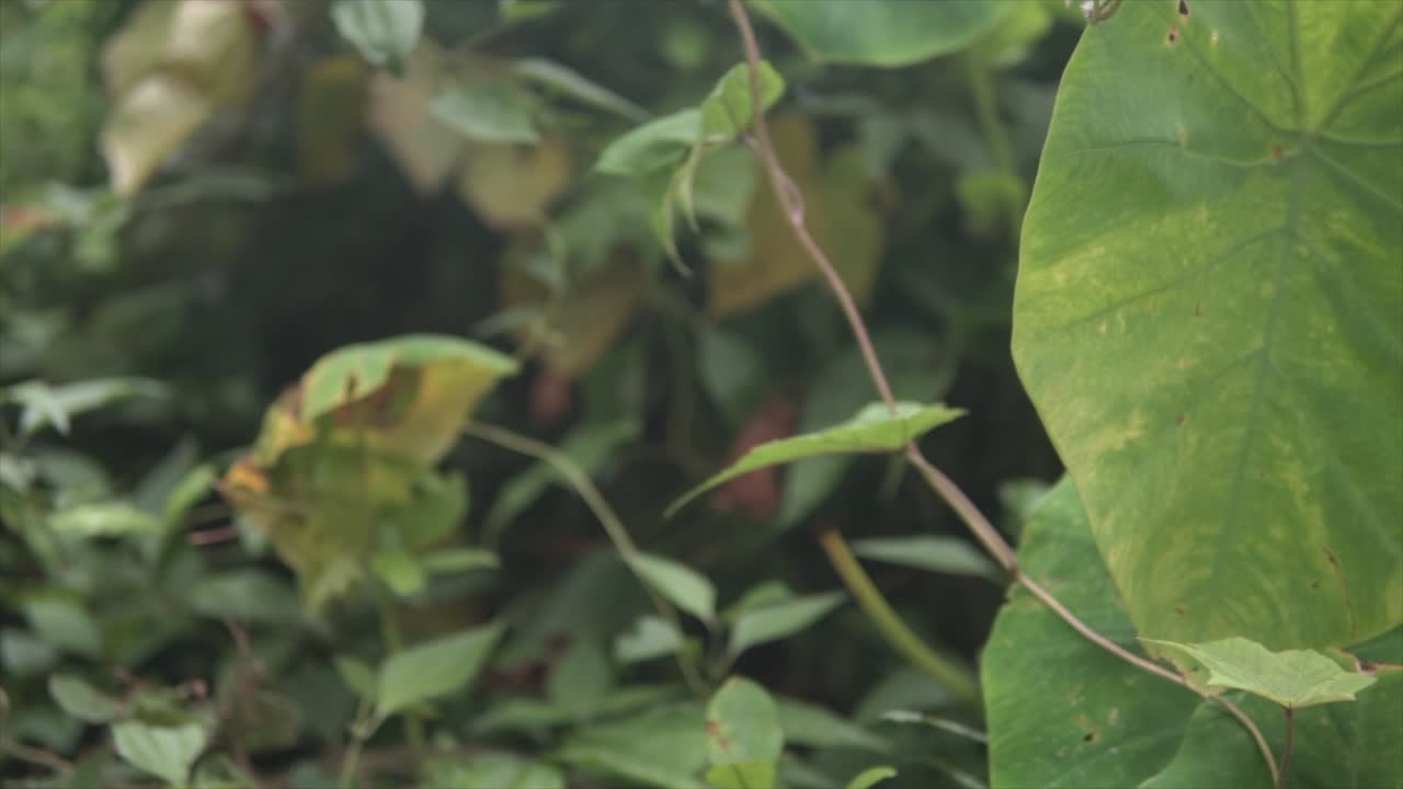 exploramos las exuberantes y sobredimensionadas hojas tropicales indias, revelando detalles intrincados y tonos vibrantes, proporcionando un viaje hipnotizante a través del corazón de un paraíso tropical.