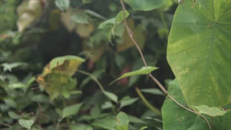 side-traveling shot, we explore the lush and oversized indian tropical leaves,revealing intricate details and vibrant hues, providing a mesmerizing journey through the heart of a tropical paradise