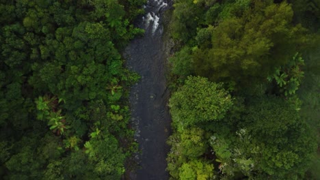 stream in the native new zealand forest 4k drone shot