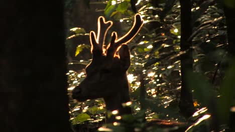 javan rusa, ciervo de timor, rusa timorensis, adult male with antlers illuminated by the dawn sun in the jungle