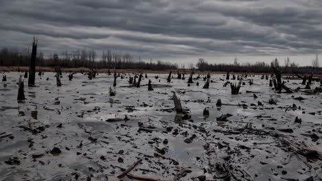decaying swampland revealing environmental devastation, charred tree skeletons rising from murky waters under ominous clouded horizon, symbolizing ecological destruction