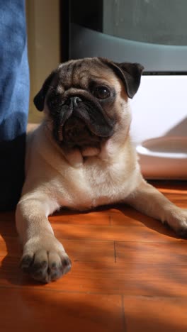 pug descansando en un suelo de madera